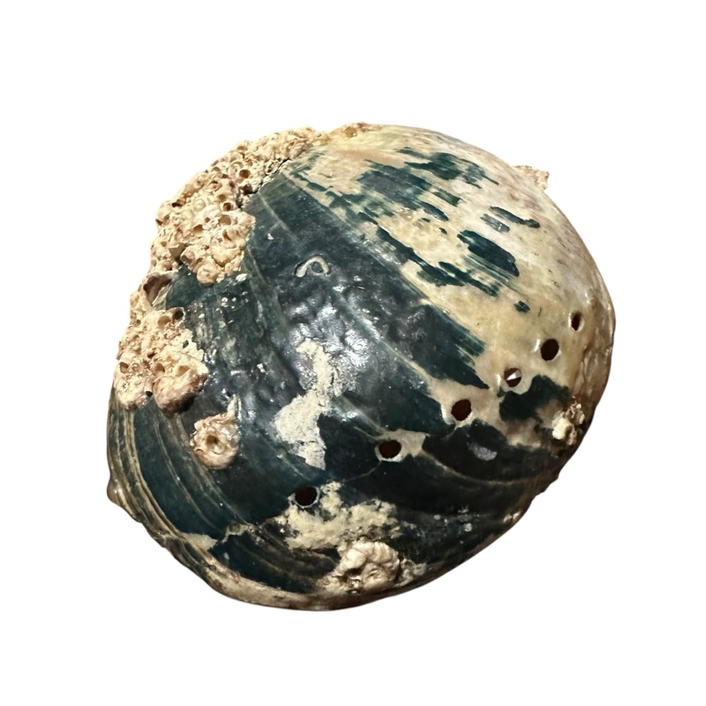 Abalone Sea Shell Beach Nautical Bowl Natural 70s 4.5”x5.5” - Picture 16 of 16